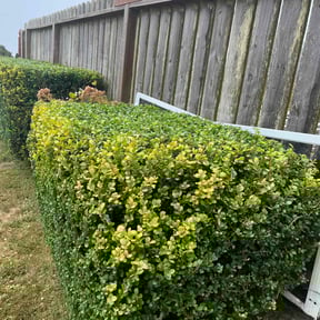 Bush Trimming by Js Lawn Care reviewed on December 1, 2023