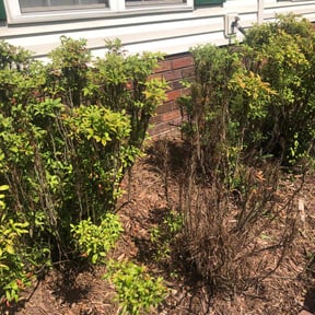 Flower Bed Weeding by Hargett lawn services reviewed on November 26, 2024