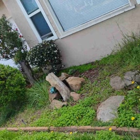 Bush Trimming by Triple Crown Services and Landscaping LLC reviewed on June 22, 2022