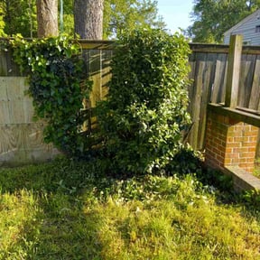 Bush Trimming by Royalty Lawn and Garden INC reviewed on July 13, 2025