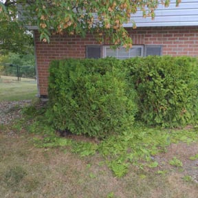 Bush Trimming by Oklahoma's Best Lawn Care reviewed on July 12, 2022