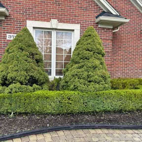 Bush Trimming by Ckp landscaping LLC reviewed on June 28, 2022