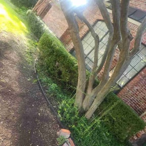 Bush Trimming by All In One Lawn Care reviewed on July 10, 2025