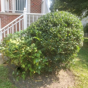 Bush Trimming by Counts lawn Care reviewed on August 12, 2021