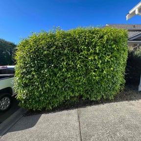 Bush Trimming by Sundown Lawn Maintenance reviewed on July 9, 2020