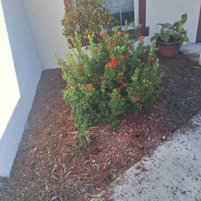 Flower Bed Weeding by Rodriquez. & son reviewed on May 23, 2022