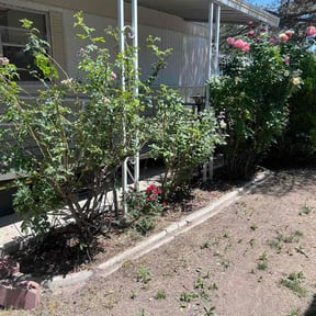 Bush Trimming by Trusted Trims, Lawn Maintenance Professional reviewed on September 4, 2020