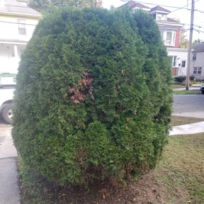 Bush Trimming by Abc Services In 123 reviewed on June 23, 2025