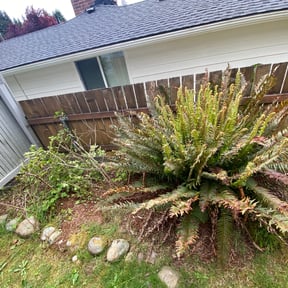 Bush Trimming by Re Image lawn care reviewed on May 9, 2022