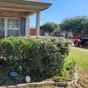 Bush Trimming by Go-To Lawn Care reviewed on October 29, 2024