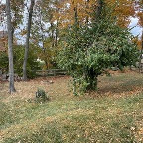 Leaf Removal by Clean Cut Land Management reviewed on May 7, 2022