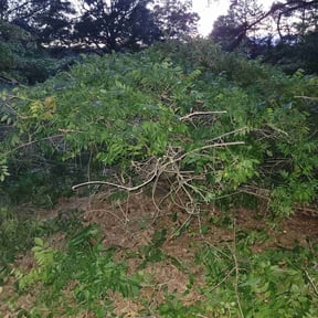 Bush Trimming by Grasman LLC reviewed on March 19, 2022