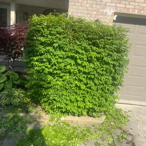 Bush Trimming by J&A Affordable Landscape reviewed on May 17, 2022