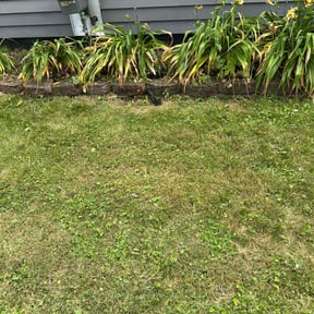 Flower Bed Weeding by Elite Lawn Care reviewed on June 27, 2022