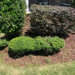 Bush Trimming by Green Living reviewed on December 18, 2024