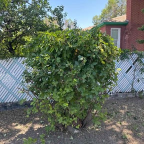 Bush Trimming by Big D&#039;s reviewed on August 23, 2024