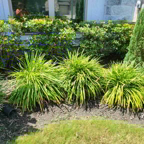 Flower Bed Weeding by The yard guy's reviewed on January 14, 2022