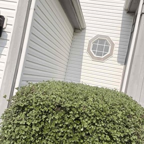 Bush Trimming by DT Lawn Care reviewed on June 24, 2022