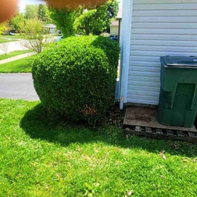 Bush Trimming by Feathers Lawn Service reviewed on August 9, 2022