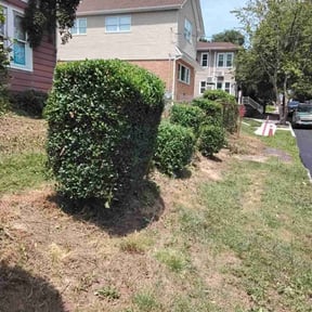 Bush Trimming by Nathaniel Bonsell reviewed on March 4, 2022
