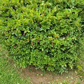 Bush Trimming by Greenpros reviewed on June 24, 2023