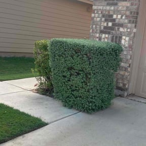 Bush Trimming by Legit Lawn Care reviewed on January 5, 2025