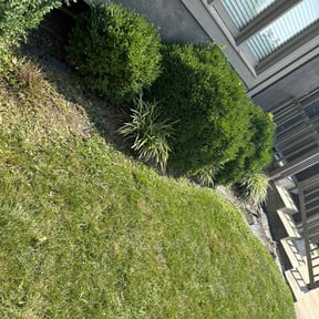 Flower Bed Weeding by Lion's Heart Lawn Care reviewed on March 18, 2025