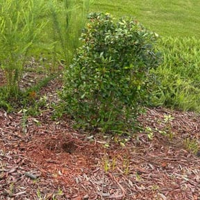 Bush Trimming by McNeil's lawn care &amp; maintenance reviewed on August 17, 2024