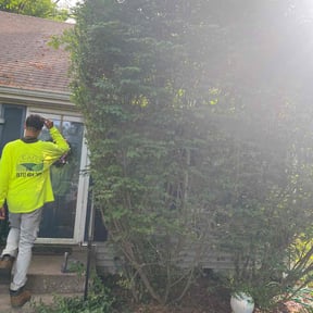 Bush Trimming by All Florida Products and Services reviewed on August 2, 2022