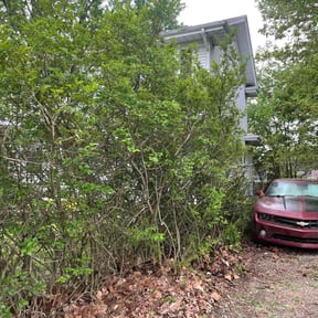 Bush Trimming by Lanes landscaping and tree trimming reviewed on June 23, 2022