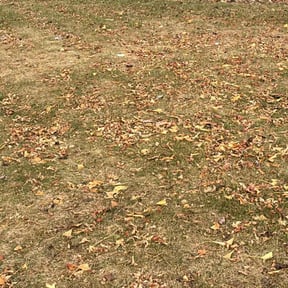 Leaf Removal by Rich Rao reviewed on June 15, 2022
