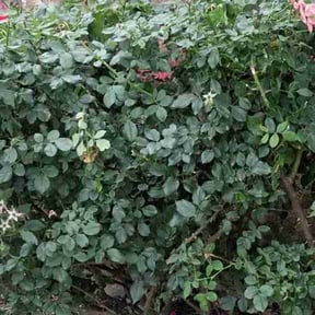 Bush Trimming by Fiechtner Landscape Services reviewed on September 10, 2020