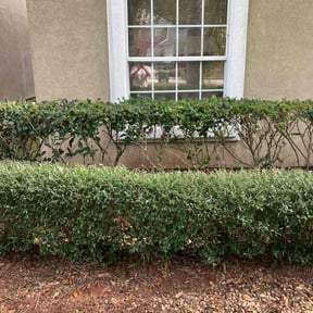 Bush Trimming by Scott Lawncare reviewed on May 20, 2022