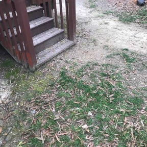 Bush Trimming by David's Pool & Lawn Service reviewed on August 30, 2024