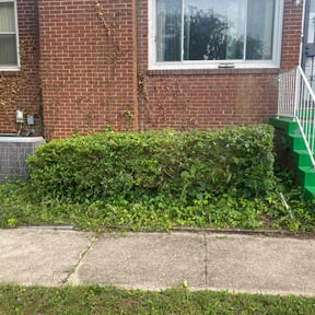 Bush Trimming by Sami lawn service,,, reviewed on August 4, 2022