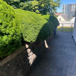 Bush Trimming by Jose Martinez landscape services reviewed on June 16, 2022