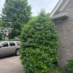 Bush Trimming by Lando Lawn Care & Landscaping reviewed on October 30, 2022