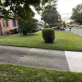 Bush Trimming by Stephenson's Landscaping reviewed on October 7, 2022