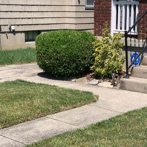 Bush Trimming by Big Redds Landscaping and Lawn Maintenance reviewed on May 22, 2022