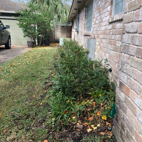 Bush Trimming by David landscaping services reviewed on March 10, 2025