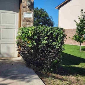 Bush Trimming by Good Guys Lawn and Fence reviewed on November 22, 2022