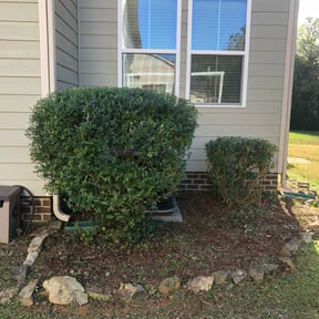 Bush Trimming by Creative Lawn Cuts & Landscaping reviewed on June 24, 2025