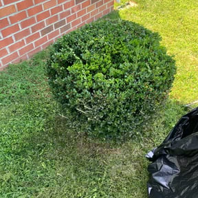 Bush Trimming by CM Lawn Care LLC reviewed on December 21, 2024