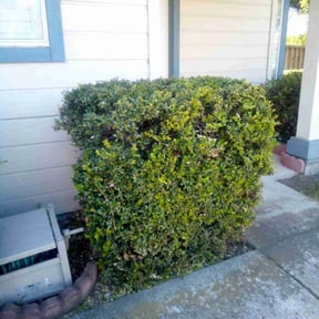 Bush Trimming by The Lawn Barber reviewed on May 23, 2025