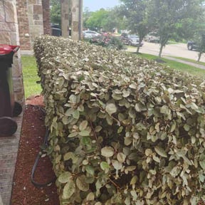 Bush Trimming by Family lawn and snow reviewed on July 10, 2022