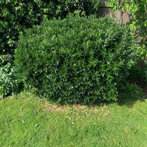 Bush Trimming by Blue Skies Lawn Care reviewed on May 5, 2022
