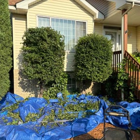 Bush Trimming by soul paseo company reviewed on July 28, 2022