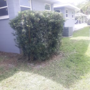 Bush Trimming by Jeremy Faulk LLC reviewed on August 8, 2022