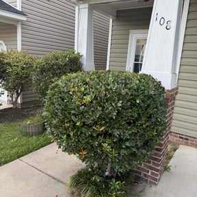 Bush Trimming by JE&amp;R services LLC reviewed on April 19, 2025