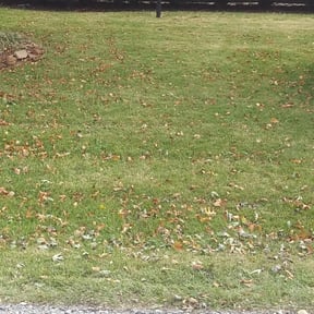 Leaf Removal by Integrity Lawn Care LLC reviewed on June 21, 2022